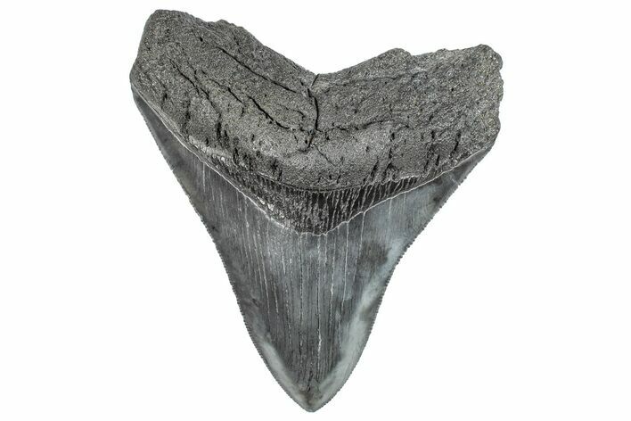 Serrated, Fossil Megalodon Tooth - South Carolina #289321